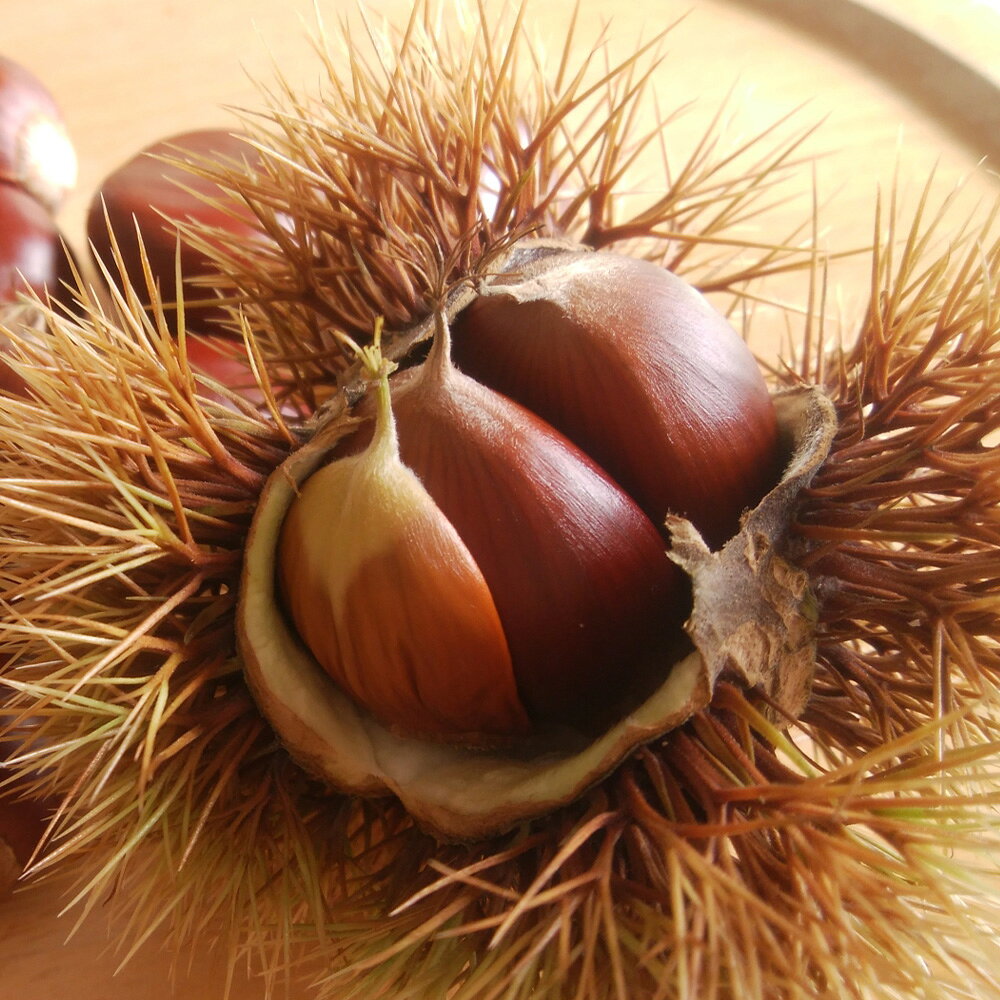 【ふるさと納税】生栗 クリ 大粒 2L以上 約2kg 【2026年9月上旬～10月上旬発送予定】 栗 くり 果物 くだもの 果実 フルーツ スイーツ 旬 秋 栗ご飯 渋皮煮 熊本県 益城町 冷蔵 送料無料