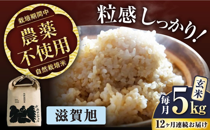 
            【全12回定期便】 滋賀旭 5kg 玄米 ×12回 自然栽培米 在来種 【令和6年産】  滋賀県長浜市/株式会社お米の家倉 [AQCP051] 米 定期便 玄米  5kg 滋賀旭 自然栽培米
          