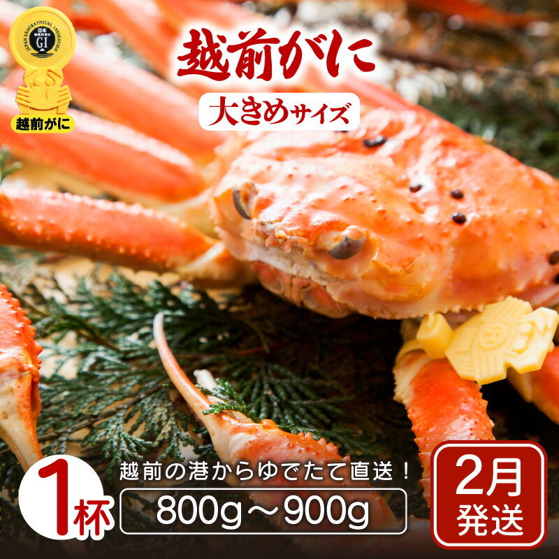 【ふるさと納税】≪浜茹で≫越前ずわい蟹 大きめサイズ× 1杯（800〜900g）地元で喜ばれるゆで加減・塩加減で越前の港から直送！【雄 ズワイガニ ずわいがに 姿 ボイル 冷蔵 福井県】【2月発送分】希望日指定可 備考欄に希望日をご記入ください [e23-x008_02]