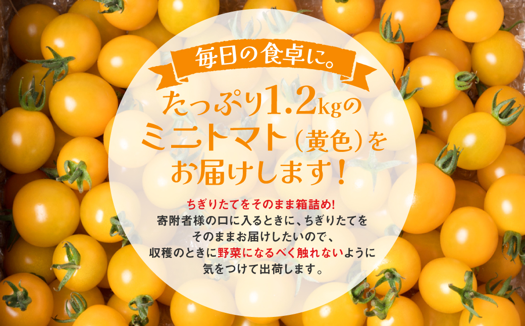 【先行予約】 ミニトマト (黄色) 1.2kg 八代市産 宮島農園 トマト 甘い サラダ 国産 熊本県産 【2025年12月上旬より順次発送】