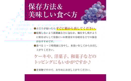 【2025年8月中旬から発送】朝採り！タネなし 巨峰　2kg箱　小沢農園[5839-1500]