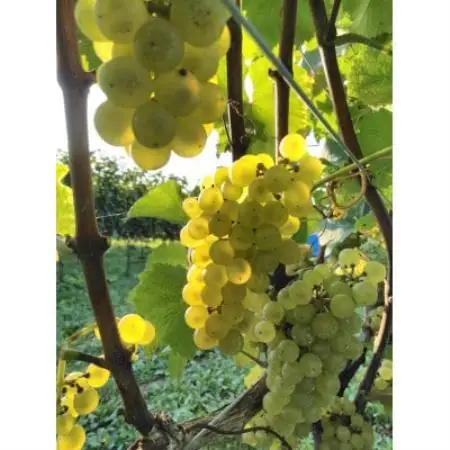 高山村産白ワインシャルドネVin de Soif CHARDONNAY 2025ドメーヌ・ヒロモニカ【配送不可地域：離島】【1766521】