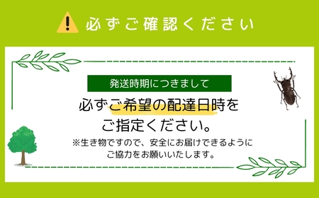 【先行予約】 オオクワガタペア 飼育 セット 70mm～ 福島県 田村市 田村