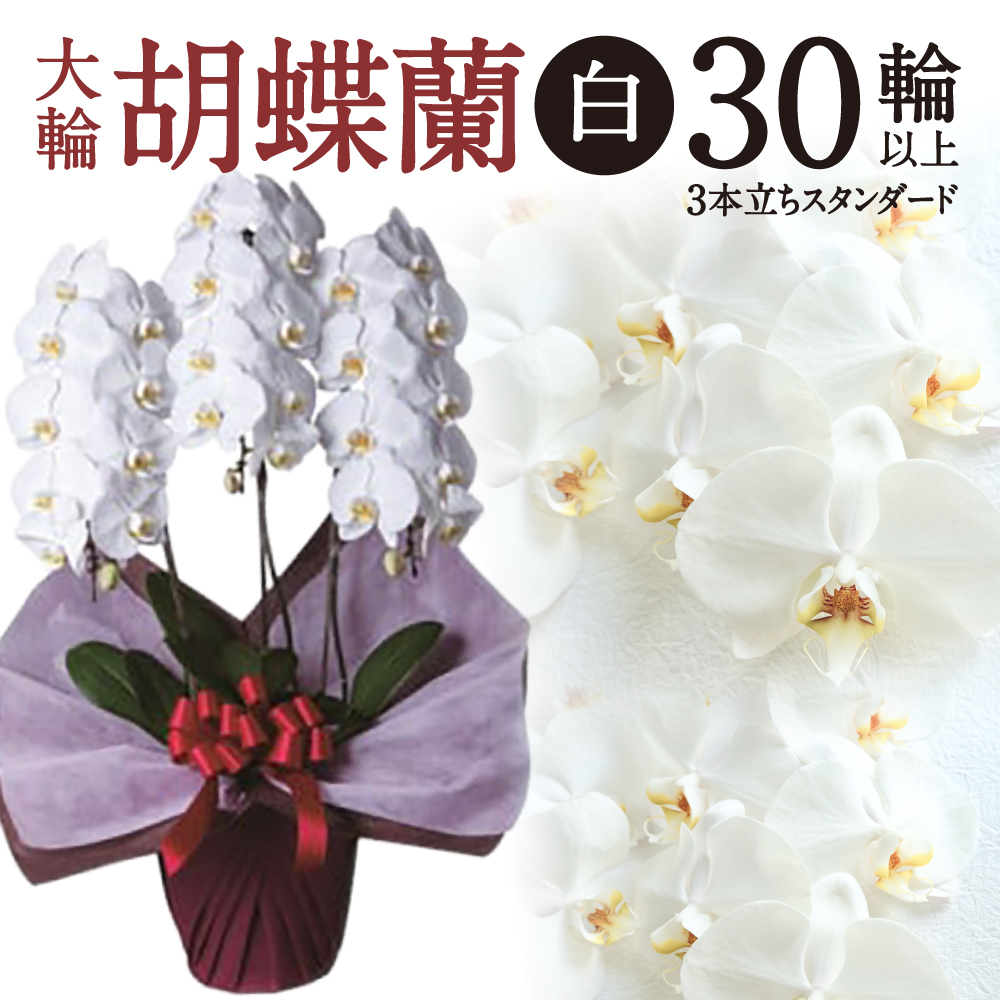 大輪胡蝶蘭 白 3本立ち スタンダードタイプ 綾羽株式会社 H05