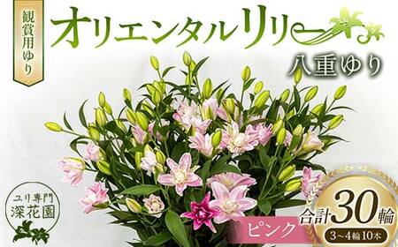 ユリ専門＜深花園＞観賞用ゆり オリエンタルリリー 八重ゆり ピンク 3～4輪10本 F23R-517