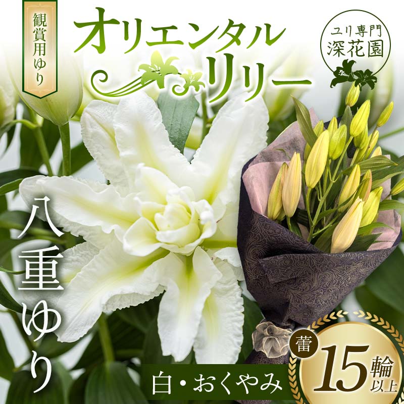 ユリ専門＜深花園＞観賞用ゆり オリエンタルリリー 八重ゆり ＜白・おくやみ＞ 蕾15輪以上 F23R-953
