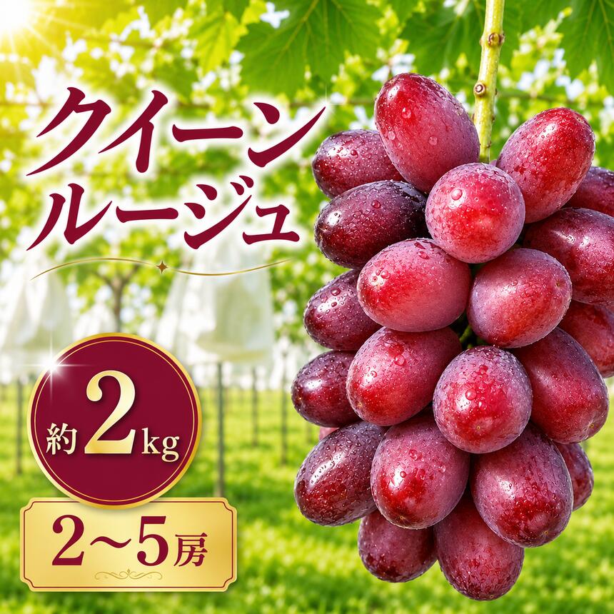 【ふるさと納税】先行受付 クイーンルージュ® 約2kg 2～5房 【2026年9月上旬～11月上旬発送】［新規就農者応援コース 幸作会］｜クイーンルージュ フルーツ ブドウ 果物 ぶどう 葡萄 長野 信州 小布施町 クール便 冷蔵便
