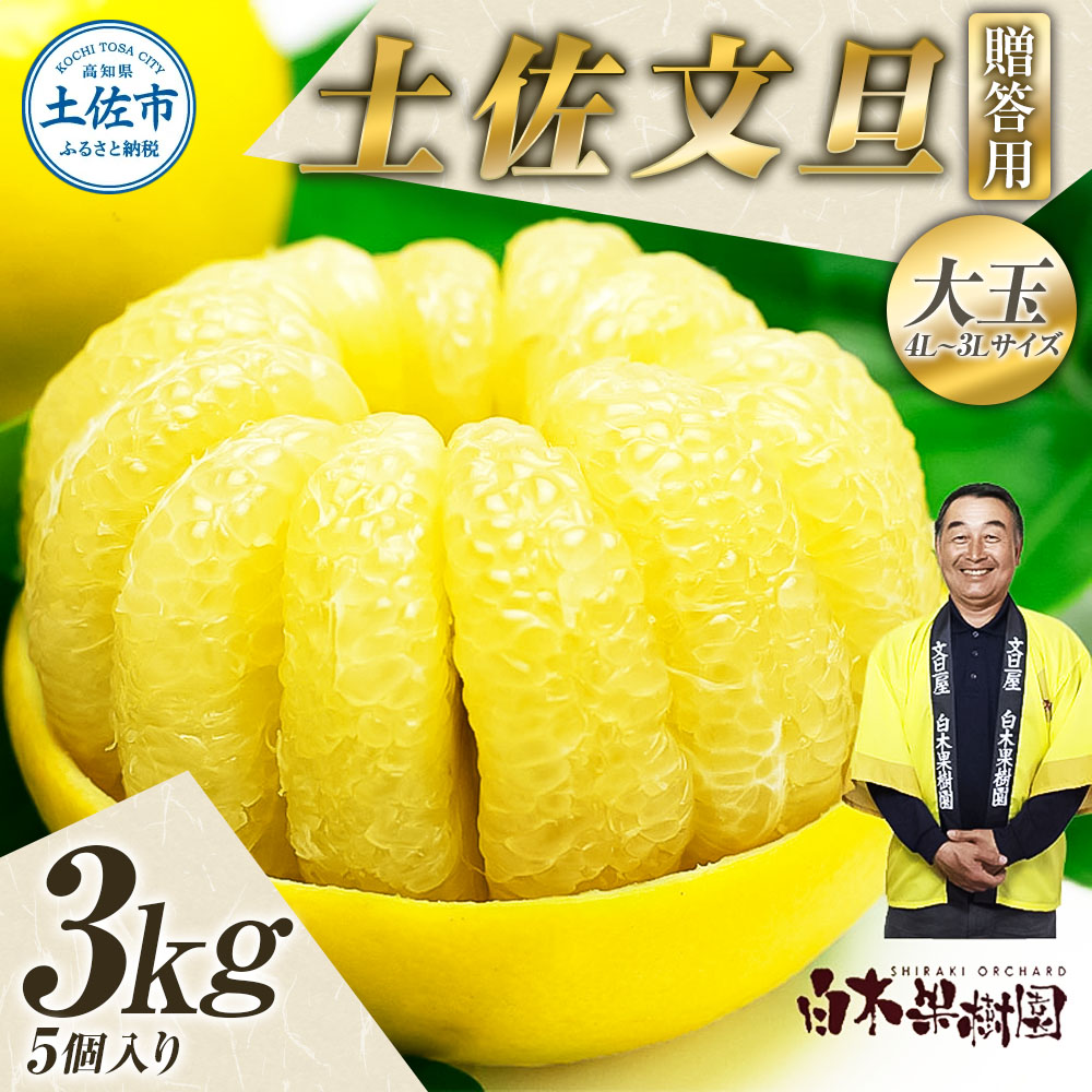 【果樹園直送】土佐文旦 特選品贈答用 約3kg 3L～4Lサイズ 5個入り 大玉 ぶんたん ブンタン フルーツ 柑橘 みかん 果物 くだもの 柑橘類 デザート おやつ 贈り物 プレゼント 白木果樹園