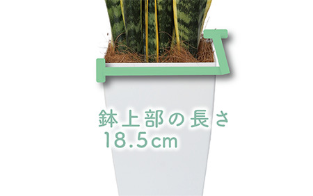 3月上旬～発送【観葉植物】サンスベリア・ローレンティー75cm～95cm(Green Base/022-1411)南国鹿児島県で育った 観葉植物！植物 鉢付 インテリア 室内 オフィス おしゃれ プレ