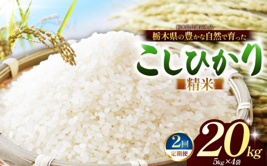 【先行予約】【定期2回】 こしひかり（白米）約 20kg 栃木県共通返礼品｜コシヒカリ 米 白米 おいしい お米 こめ おこめ 白米 精米 国産 ごはん ご飯 白飯 米 おこめ 白米 精米ゴハン ランキング 人気  ふるさと 納税 栃木県 那珂川町 送料無料