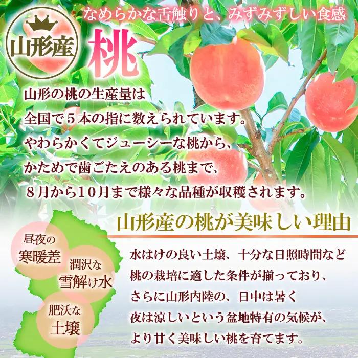 山形の硬い桃 秀品 約3kg(5～13玉) [固い桃] 【令和8年産先行予約】FS25-633 くだもの 果物 フルーツ 山形 山形県 山形市 2026年産