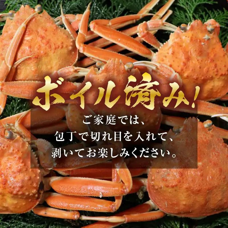 【先行予約】ボイルせいこがに 5杯 《 獲れたての味！》 ／期間限定 茹で ボイル 冷蔵 蟹 カニ 福井県 あわら市 海鮮 冬 旬 ※2026年11月中旬～2026年12月下旬の間で順次発送 [aw0