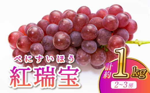 【先行予約】 ぶどう 紅瑞宝 約1kg 2～3房 河野ぶどう園【2026年8月中旬?9月中旬頃順次発送予定】ブドウ 葡萄 べにずいほう