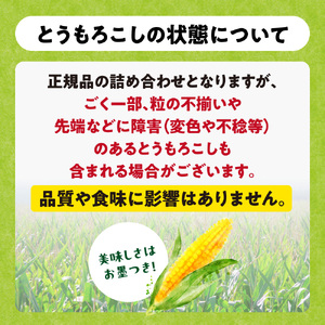 とうもろこし 10本セット 北海道産 トウモロコシ
