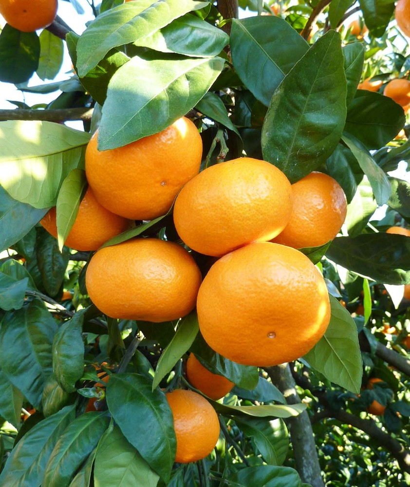 あきさわ園の土蔵熟成「蔵熟みかん」　10kg〈出荷時期:2025年12月1日出荷開始～2026年2月20日出荷終了〉【 みかん 神奈川県 小田原市 】 142069_BP002