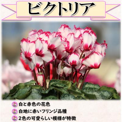ふるさと納税 中島村 【先行予約】シクラメン6号鉢(ビクトリア)　ブルーメあぶくま |  | 01