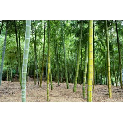 ふるさと納税 京都市 【筍 専門店】※2026年4月中旬〜発送※ 京の伝統野菜京たけのこ(塚原たけのこ) |  | 02