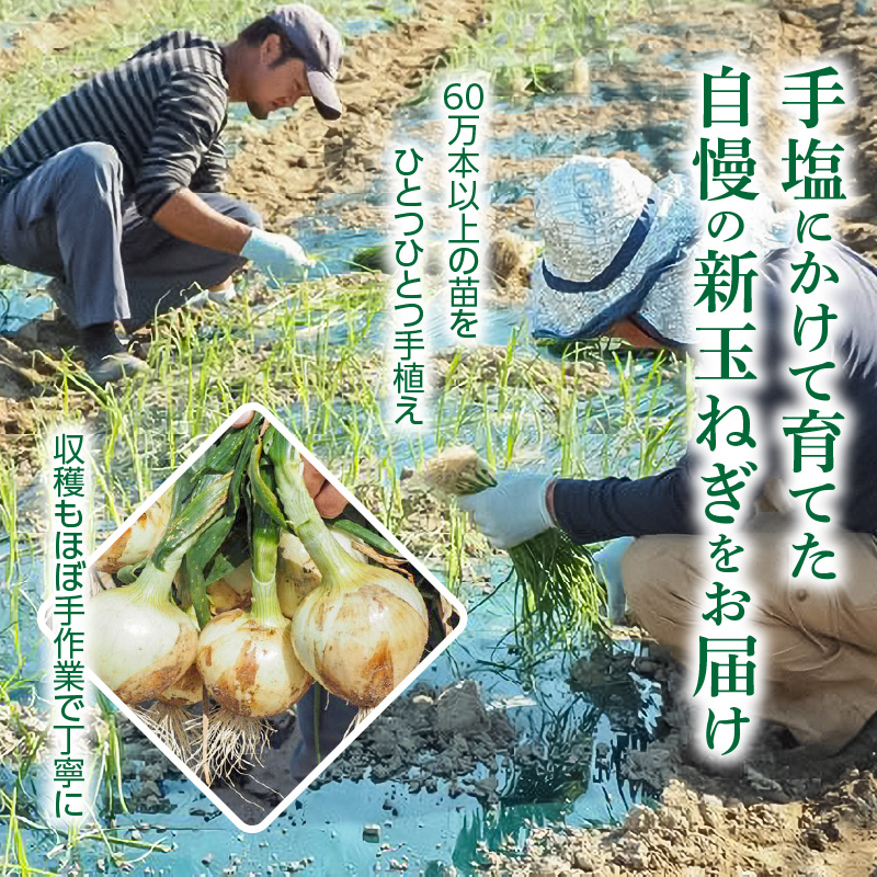 (2026年発送)【先行予約】新玉ねぎ 食べ比べ定期便 生がおいしい 神重農産のブランド玉ねぎ「旬玉」5kg×4回　H105-128