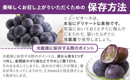 秀品 ニューピオーネ 約600g 1房 ピオーネ ぶどう
