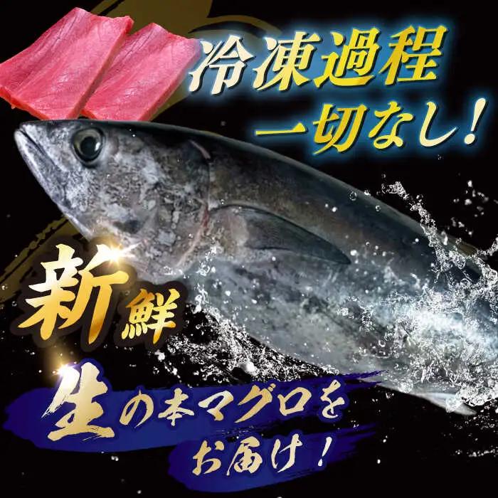 冷蔵！生本マグロ 赤身 中トロ 大トロ 計約800g マグロ まぐろ 鮪 刺身 五島列島産養殖 [RBN017] 本マグロ 本まぐろ 本マグロ 本まぐろ 本マグロ 本まぐろ九州 長崎