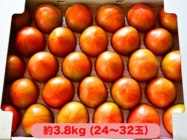 【先行予約/季節限定】『特選』糖度8以上！北海道奈井江町産 厳選トマト「桃太郎ファイト」約3.8kg 24~32玉