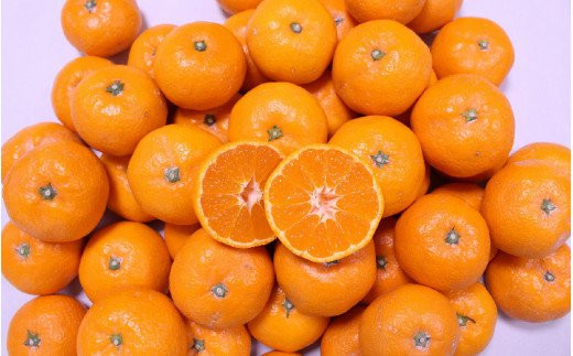 こだわりの和歌山県産 有田みかん 5kg（S～Lサイズおまかせ） ひとつひとつ手選別で厳選！生産者から直送 【2026年11月下旬～2027年1月中旬ごろに順次発送予定】 | みかん フルーツ 果物 
