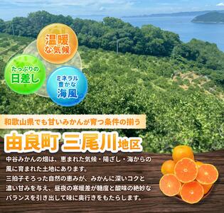 【先行予約】農家直送 和歌山県由良町産 温州みかん 約10kg 2S～2Lサイズ混合 ※2025年11月中旬頃～2025年12月中旬頃に順次発送 / 農家直送 くだもの 果実 柑橘 果物 フルーツ 国