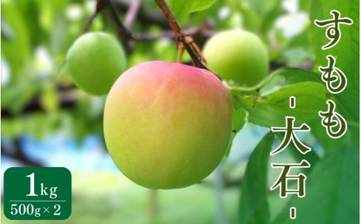 先行予約 すもも（大石）1kg ※5月下旬～6月中旬頃に順次発送予定【期間限定・2025/5/31まで】 / スモモ お取り寄せ 期間限定 夏 フルーツ 果物 和歌山県 田辺市