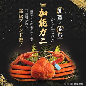 朝茹で 加能ガニ 姿1杯 2024年11月上旬以降発送 カニ 朝ゆで 加能蟹 かのうがに 姿 ボイル 蟹 ズワイガニのオス 先行予約 予約 冷蔵発送 贈り物 ギフト ご当地 グルメ 海の幸 海産物 食