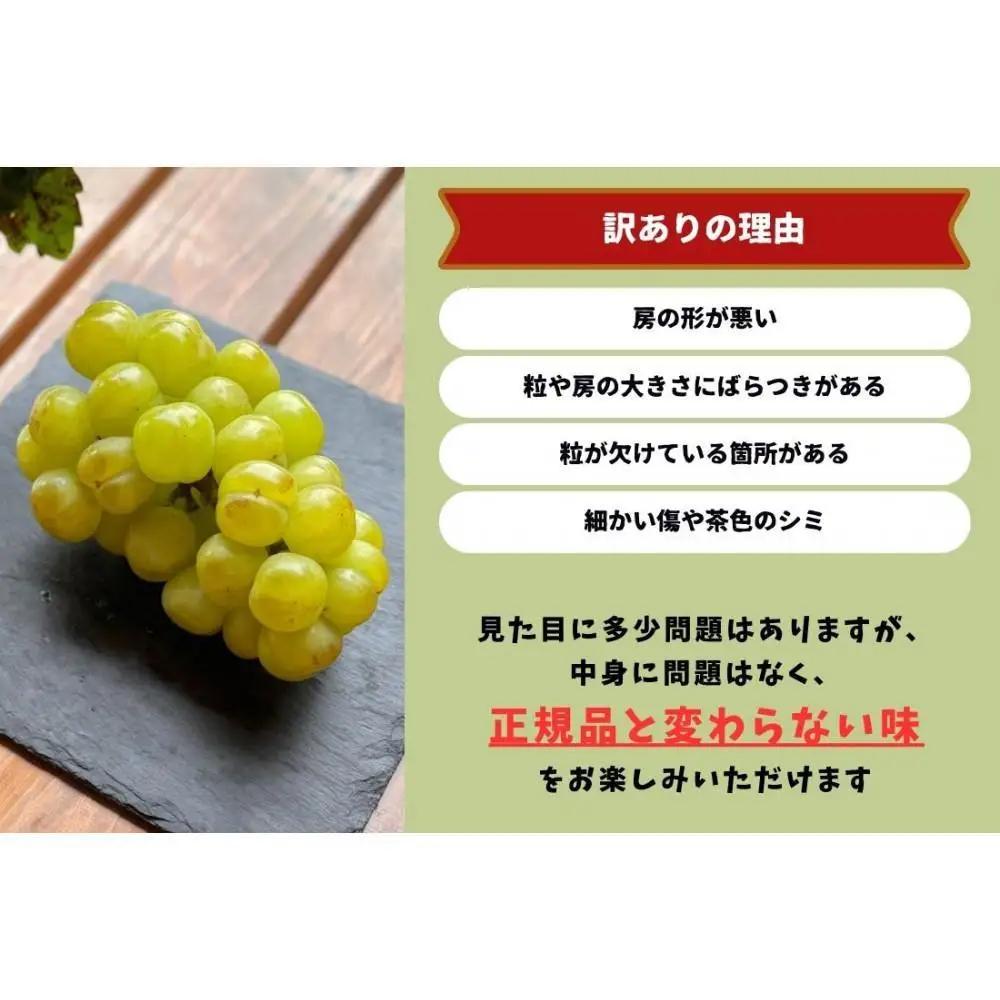 家庭用 瀬戸ジャイアンツ 2房 合計1.0kg以上 産地直送 朝採れ ぶどう 葡萄 岡山 Kawahara Green Farm 2026年 | ぶどう