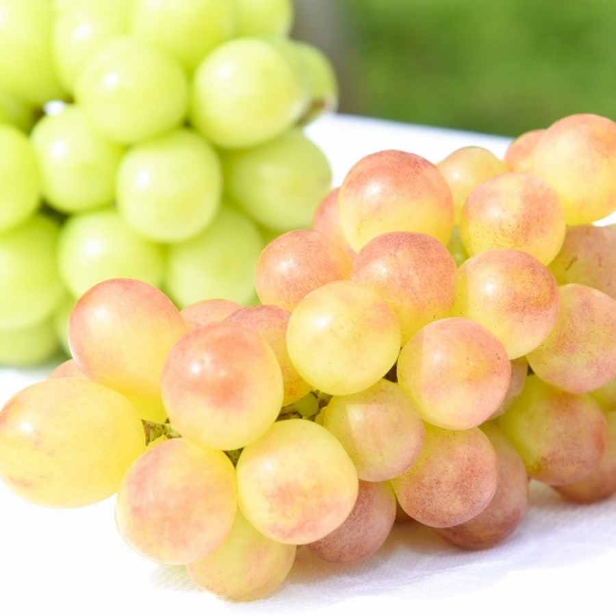 ＜ジオンジファーム＞桐箱入りぶどう2房（シャインマスカット＆紅環）計1.6kg以上