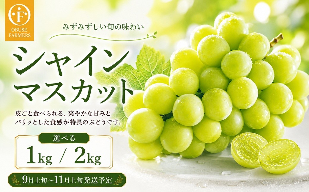 
                  シャインマスカット 約1kg 約2kg 選べる内容量 ［おぶせファーマーズ］ 果物 フルーツ ぶどう 葡萄 数量限定 先行予約 長野 信州 令和8年産 【2026年9月上旬～11月上旬発送】
                