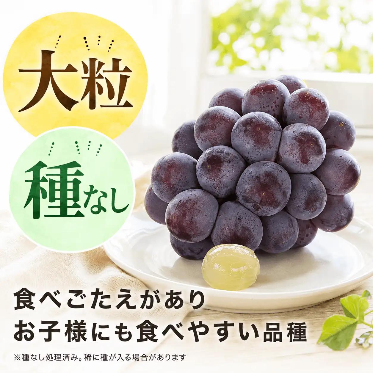 【2026年先行予約】＜訳あり＞ 家庭用ピオーネ 約2kg｜味はそのまま・ご家庭用におすすめ（チルド配送）《9月中旬-10月下旬出荷予定》期間限定 フルーツ 果物 ぶどう ブドウ 神石高原町 広島県