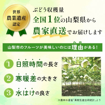 農園直送   濃厚 シャインマスカット 約600g(1房)【配送不可地域：離島・沖縄県】