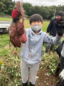 【ふるなびWEEK対象】生芋　10kg　S～Lサイズ混合　1箱 いも長 ｜ さつまいも いも 生いも 紅はるか 国産 ※離島への配送不可 ※2025年12月下旬頃より順次発送予定