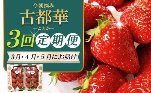 【 いちご3月から計3回定期便 】 ◆古都華　約３００g×２パック×3回 ◆ 【今朝摘みの丸笑いちご園】 ／ フルーツ いちご 苺 イチゴ 果物 くだもの 新鮮 完熟 朝採り 高級 希少品種 甘い 奈