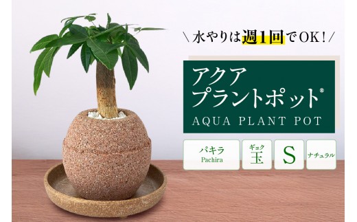 アクアプラントポット®　玉Ｓ 植木鉢パキラ（3782）