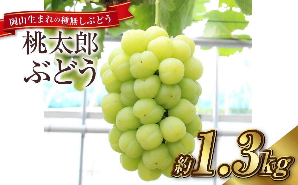 
                  桃太郎ぶどう 2～3房（合計約1.3kg）果物 ぶどう フルーツ スッキリ 種なし 大粒 人気 皮ごと 美味しい【2026年9月上旬～9月下旬発送予定】
                