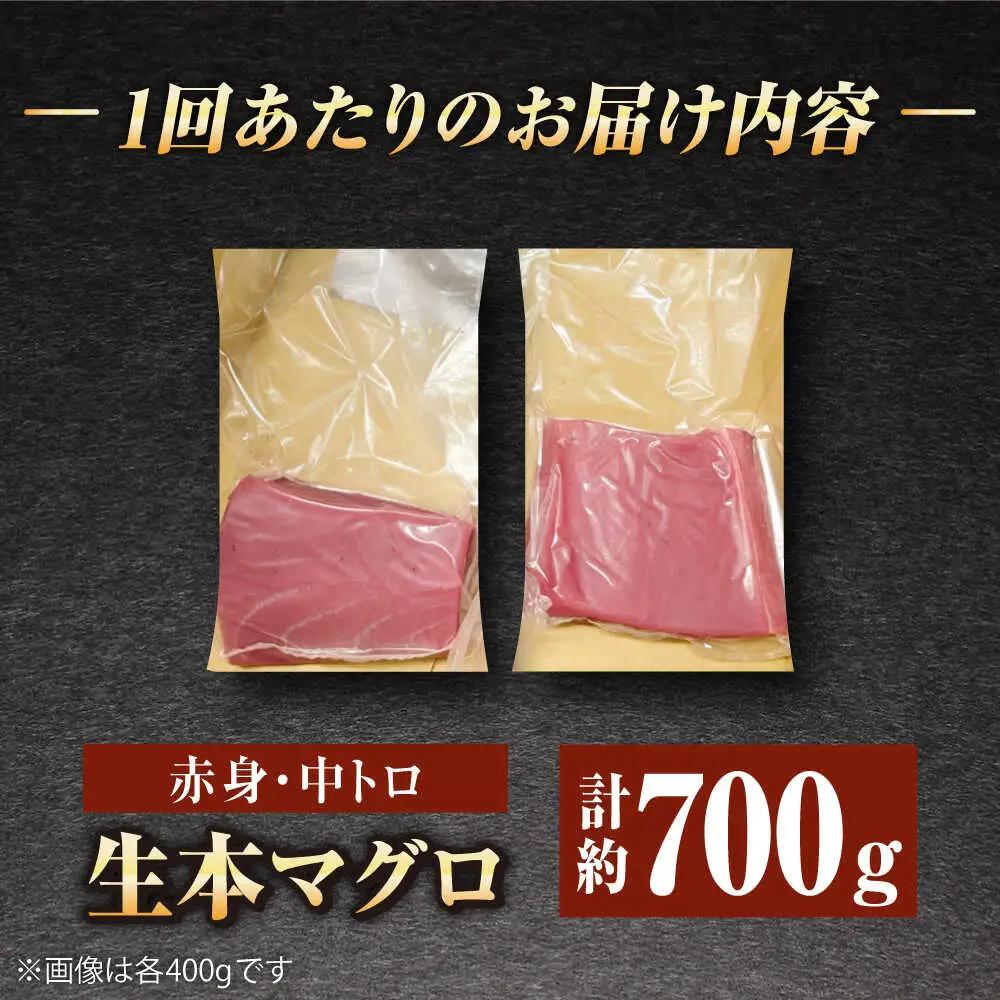 【全12回定期便】五島列島産養殖生本かみまぐろ 赤身 中トロ 計約700g[RBP069] 本マグロ 本まぐろ 定期便 本マグロ 本まぐろ 定期便 本マグロ 本まぐろ 定期便九州 長崎