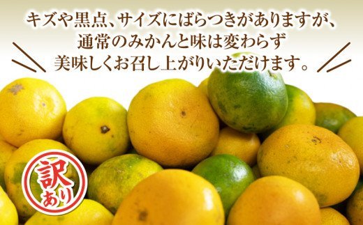 海塩を与えて栽培した 寿太郎みかん 予約受付 1月下旬 順次発送 訳あり 寿太郎 みかん 計 3kg 傷み補償分 200g 含む 西浦 みかん 蜜柑 柑橘 オレンジ 果物 フルーツ 沼津市 静岡県