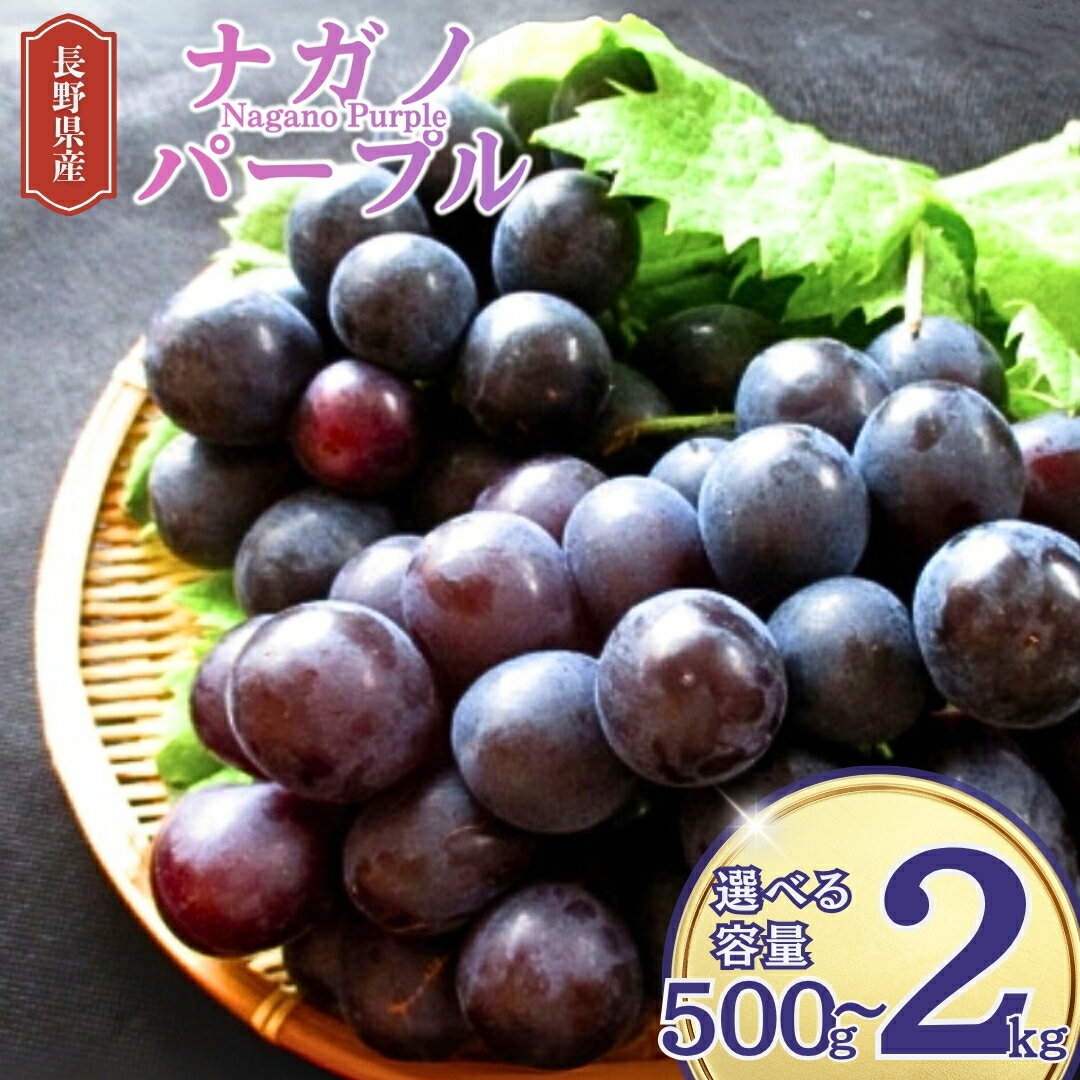 【ふるさと納税】【2025年先行予約】ぶどう ナガノパープル 約500g(1房)/約1kg(2~3房)/約2kg(4房)|葡萄 グレープ 果物 フルーツ ナガノパープル 500g 産地直送 種無し 皮ごと 巨峰とリザマートから誕生 黒ぶどう長野パープル 信州 長野 千曲市 送料無料