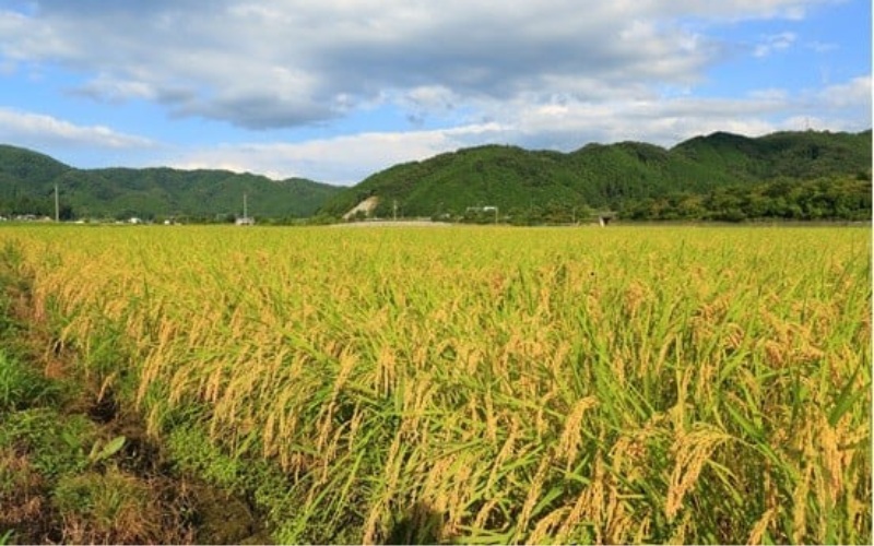 真庭市産コシヒカリ 米ぬか 牡蠣栽培米 『 一心良米 』 白米 5kg / お米 いっしんりょうまい 岡山県 こしひかり 人気 ブランド 新米 令和7年産 2025年産 【tkns009-01】 5k