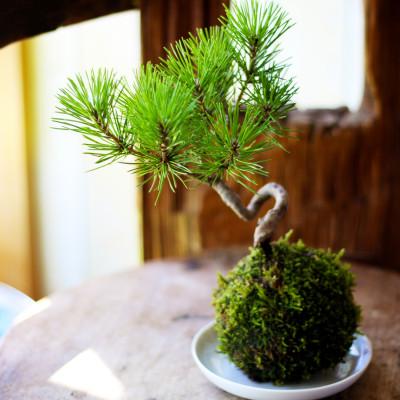 ふるさと納税 酒田市 禅スタイルシリーズ　苔玉　「酒田の黒松」 |  | 01