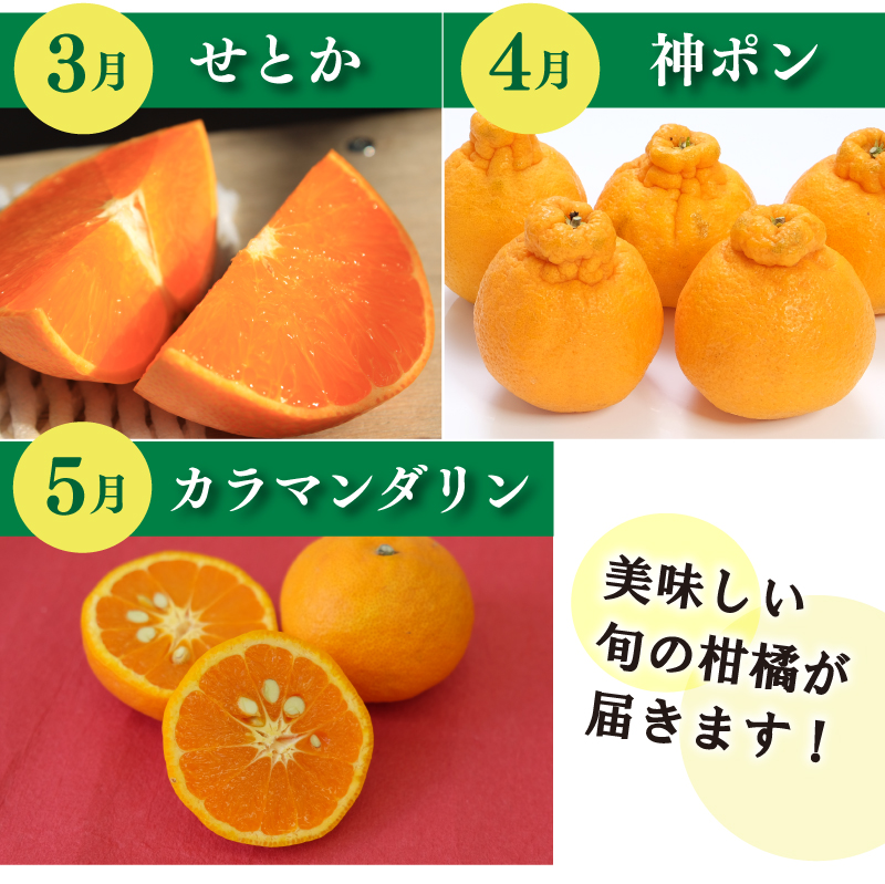 【先行予約】【全7回】 柑橘定期便｜ 興居島みかん あいか はれひめ いよかん温州 温州みかん 愛果 愛果28号 紅まどんな と同品種 伊予柑 せとか 神ポン カラマンダリン 不知火 柑橘 定期便 取