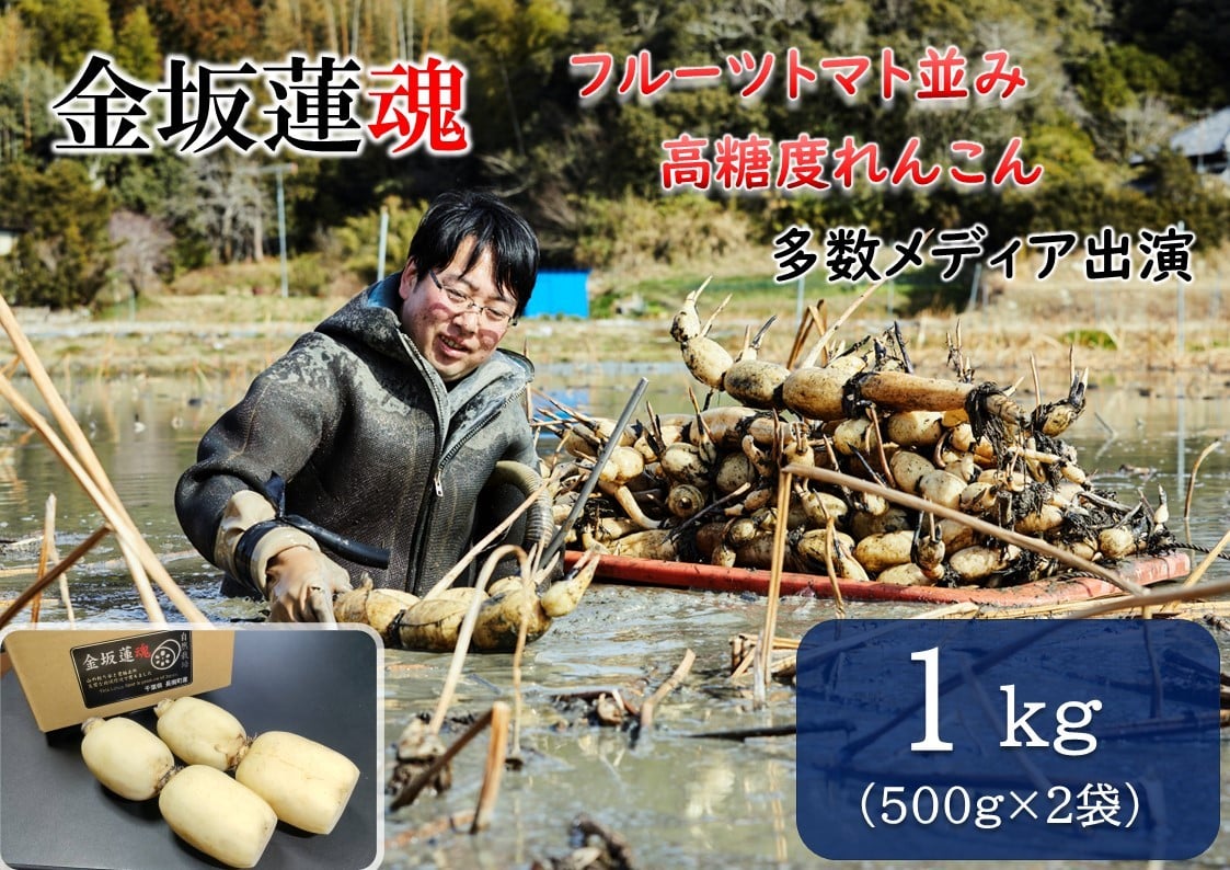 
                  【10月上旬～順次発送】千葉県産 れんこん真空パック(1kg)自然栽培【金坂蓮魂】 CNX001
                