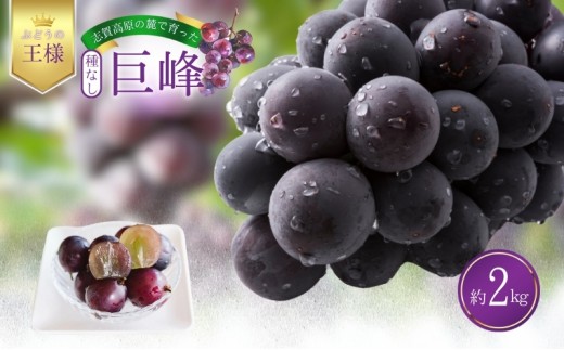 
                  【2026年発送】志賀高原の麓で育った 種なし 巨峰 3～5房 約2kg ぶどう フルーツ 果物 デザート 長野県 長野
                