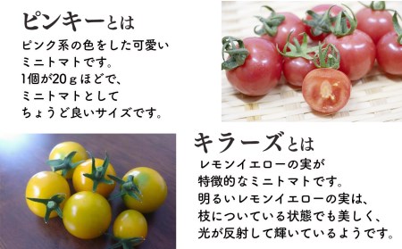 ミニトマト 約400gx4約 計1.6kg ｜ヤサイ 野菜 やさい トマト とまと ミニトマト 奈良県 五條市