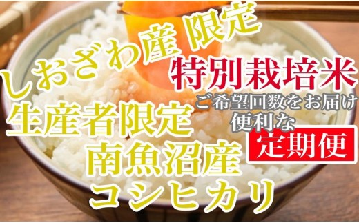【令和8年産　新米予約】【定期便8kg×6ヶ月】特別栽培 しおざわ産限定 生産者限定 南魚沼産コシヒカリ【定期便 銘柄米 ブランド米 精米 こしひかり コシヒカリ 魚沼産 新潟米 産地直送 お米 米 こめ】【2026年10月上旬から1ヶ月以内に順次発送予定】