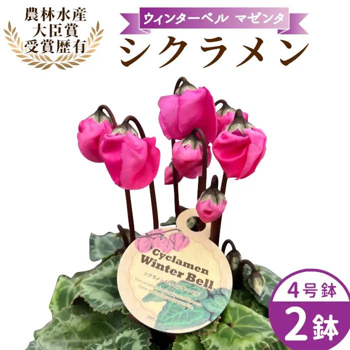 〈予約品〉【シクラメン：ウィンターベル】農林水産大臣賞受賞 愛知県産 シクラメン ４号鉢×２鉢 ウィンターベル 花 生花 マゼンタ プレゼント 贈り物 鉢花 鉢 ガーデン ガーデニング 高品質 クリスマス -276