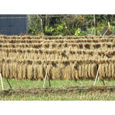ふるさと納税 菊池市 菊池掛け干し清流米　白米　5kg |  | 02